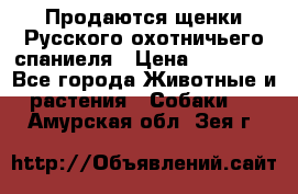 Продаются щенки Русского охотничьего спаниеля › Цена ­ 25 000 - Все города Животные и растения » Собаки   . Амурская обл.,Зея г.